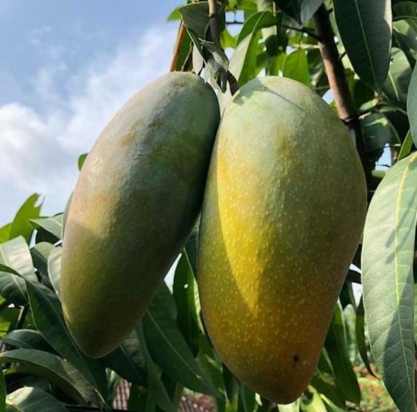 Bibit Buah Mangga Mahatir Cepat Berbuah Seram Bagian Timur