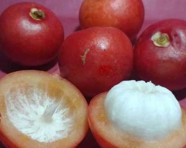 Bibit Buah Manggis Diskon Tanaman Merah Mundar Terbaik Flores Timur
