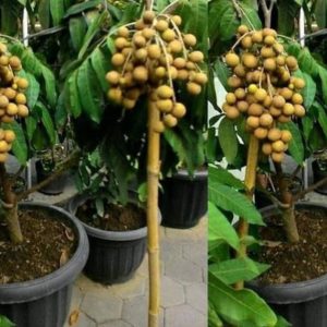 Bibit Buah Murah Bergaransi Kelengkeng Klengkeng Aroma Durian Unggul Tulungagung