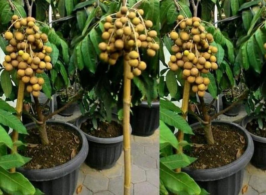 Gambar Produk Bibit Buah Murah Bergaransi Kelengkeng Klengkeng Aroma Durian Unggul Tulungagung