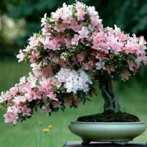 Bibit Buah Murah Bunga Sakura Mini Hasil Okulasi Manggarai Timur