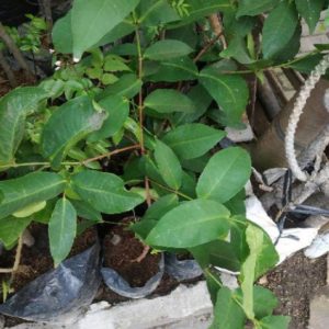Bibit Buah Murah Hasil Cangkok Tanaman Jambu Air Merah Madu Deli Citra King Rose Kancing Berbuah Lombok Utara