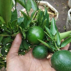 Bibit Buah Murah Sudah Berbuah Pohon Tanaman Jeruk Limo Nipis Purut Lemon Siam Kip Keep Kepulauan Seribu