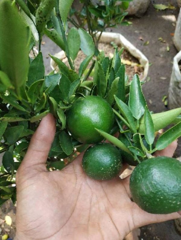 Bibit Buah Murah Sudah Berbuah Pohon Tanaman Jeruk Limo Nipis Purut Lemon Siam Kip Keep Kepulauan Seribu