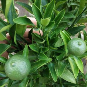 Bibit Buah Murah Sudah Berbuah Pohon Tanaman Jeruk Limo Nipis Purut Lemon Siam Kip Keep Pandeglang