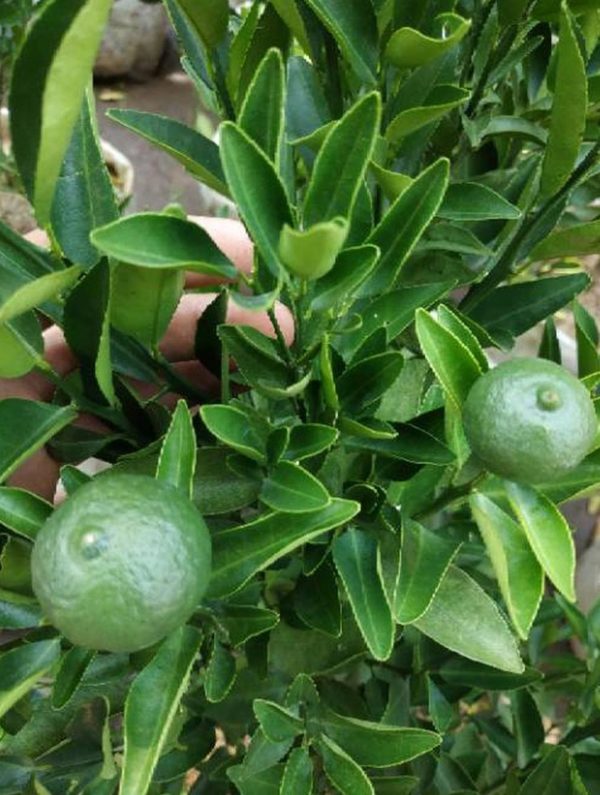 Bibit Buah Murah Sudah Berbuah Pohon Tanaman Jeruk Limo Nipis Purut Lemon Siam Kip Keep Pandeglang