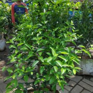 Bibit Buah Murah Sudah Berbuah Pohon Tanaman Jeruk Limo Nipis Purut Lemon Siam Kip Keep Paser