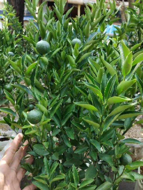 Bibit Buah Murah Sudah Berbuah Pohon Tanaman Jeruk Limo Nipis Purut Lemon Siam Kip Keep Rote Ndao