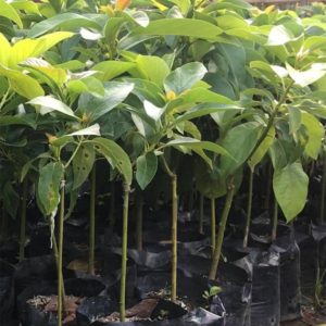 bibit buah murah tanaman alpukat siap berbuah kirim Sorong Selatan