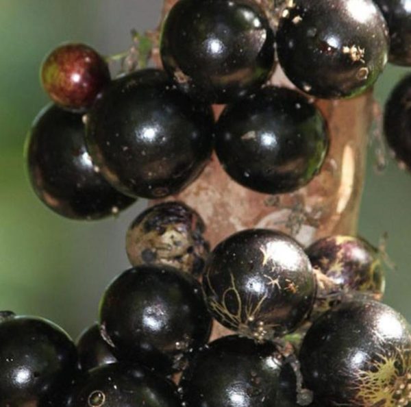 Bibit Buah Murah Tanaman Anggur Brazil Manis - Jaboticaba Pohon Tabulampot Menyegarkan Barito Selatan