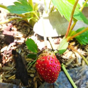 Bibit Buah Murah Tanaman Stroberi Strawberry - Sudah Adaptasi Daerah Panas Penukal Abab Lematang Ilir