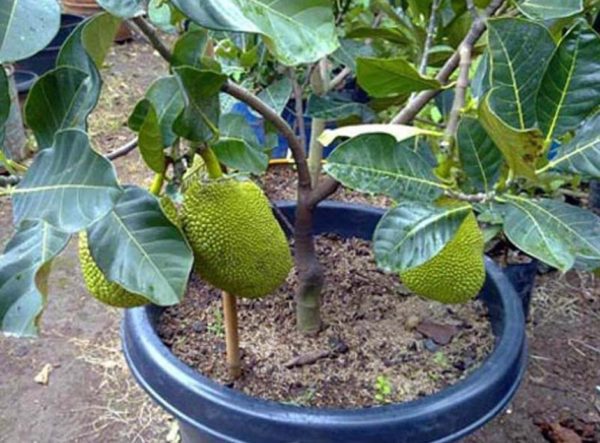 Bibit Buah Nangka Tanaman Mini Dwarf Jackfruit Agam