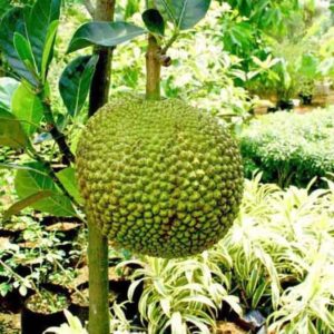 Bibit Buah Nangka Tanaman Mini Dwarf Jackfruit Kulon Progo