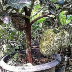 Bibit Buah Nangka Tanaman Mini Dwarf Jackfruit Parepare