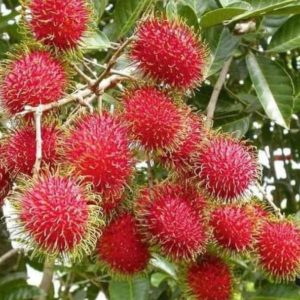 Bibit Buah Rambutan Tanaman Rapiah Unggul Kolaka Utara