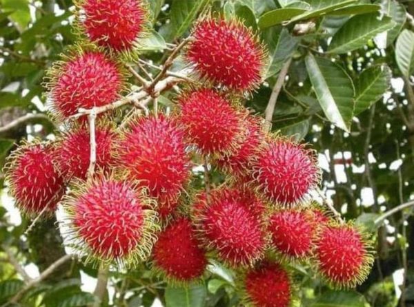 Bibit Buah Rambutan Tanaman Rapiah Unggul Kolaka Utara