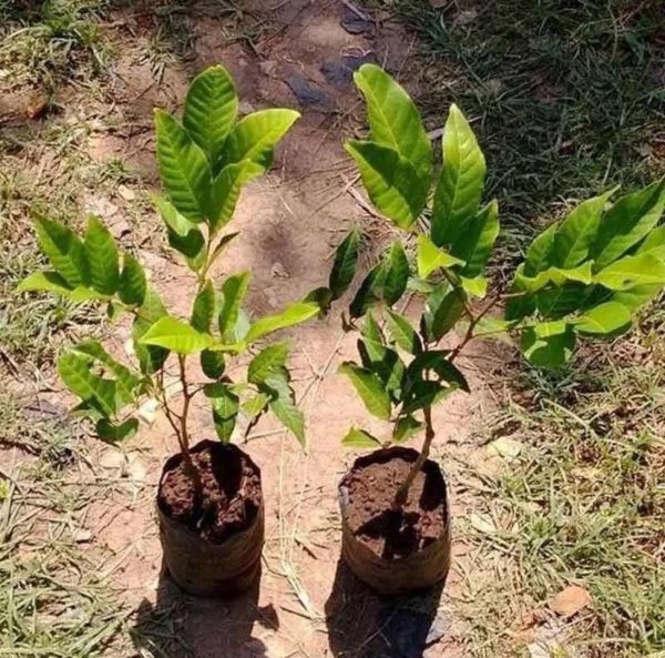 Bibit Buah Rambutan Tanaman Rapiah Unggul Sukoharjo