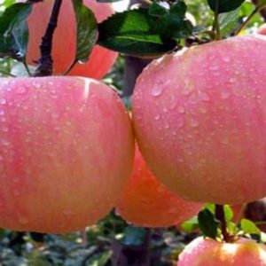 Bibit Buah Siap Berbuah Asli Tanaman Apel Pink Honey Okulasi Bandung