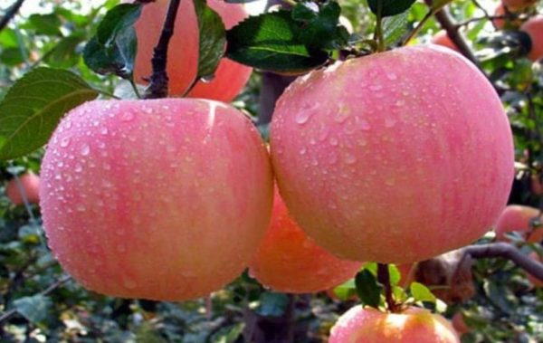 Bibit Buah Siap Berbuah Asli Tanaman Apel Pink Honey Okulasi Bandung