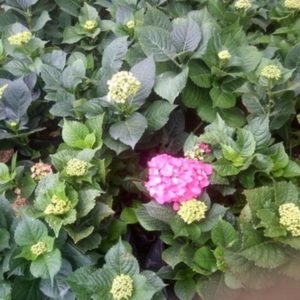 Bibit Buah Siap Berbuah Bunga Pancawarna Rotansia Hortensia Hydrangea Berbunga Buton