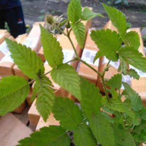 Bibit Buah Siap Berbuah Raspberry Lokal - Pohon Nagekeo