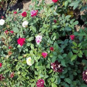 Bibit Buah Siap Berbuah Tanaman Bunga Mawar Bermacam Warna Mekar Lamandau