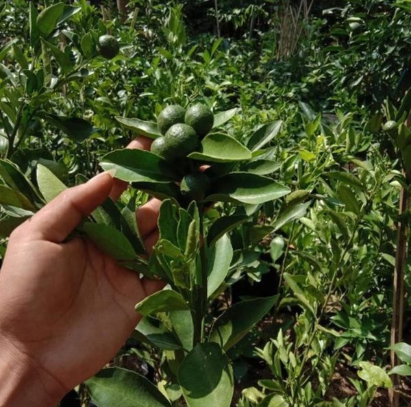 Bibit Buah Sudah Berbuah Jeruk Keprok Siem Hasil Okulasi Tambulapot Pegunungan Bintang
