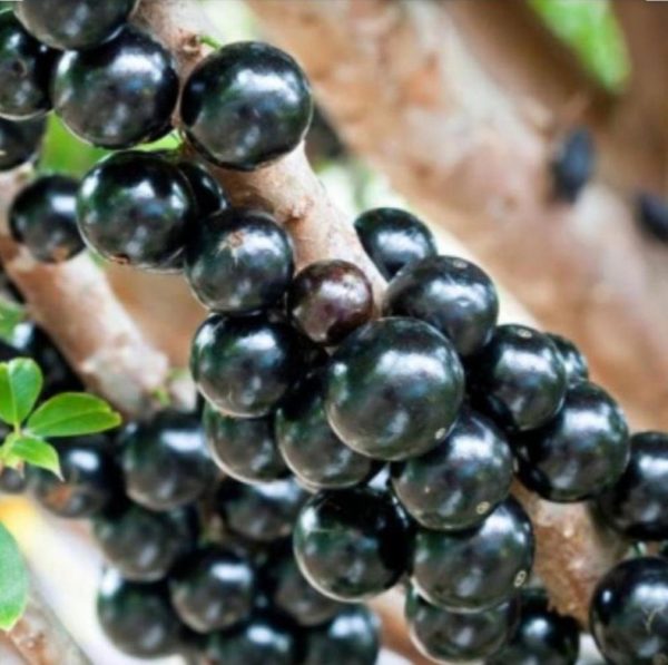 Bibit Buah Tabulampot Anggur Pohon Preco Jaboticaba Brazil Murah Bisa Super Unggul Gunung Kidul