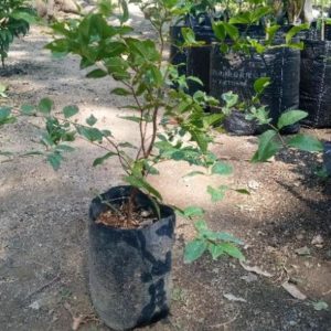 Bibit Buah Tabulampot Anggur Pohon Preco Jaboticaba Brazil Murah Bisa Super Unggul Sorong
