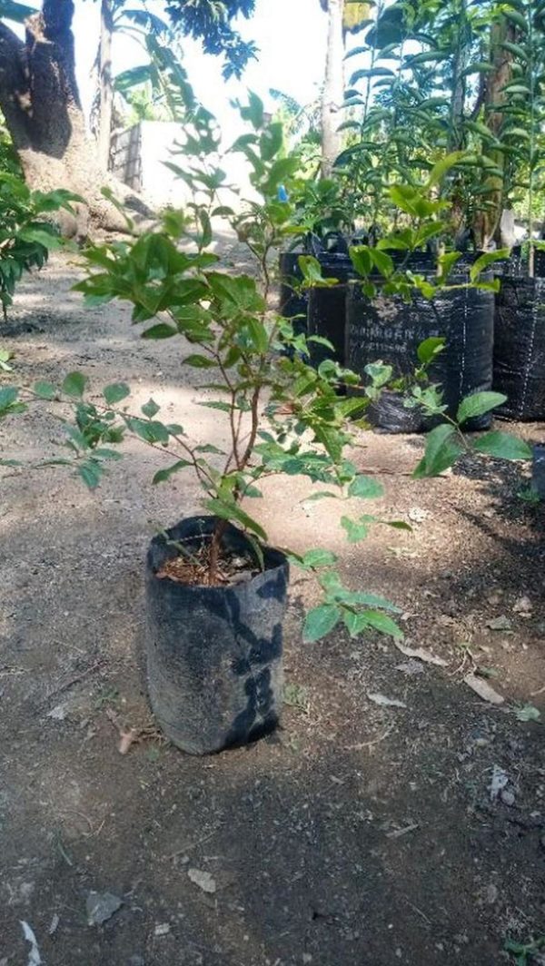 Bibit Buah Tabulampot Anggur Pohon Preco Jaboticaba Brazil Murah Bisa Super Unggul Sorong