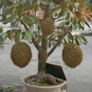 Bibit Buah Tabulampot Durian Montong Bisa Berbuah Dalam Mappi