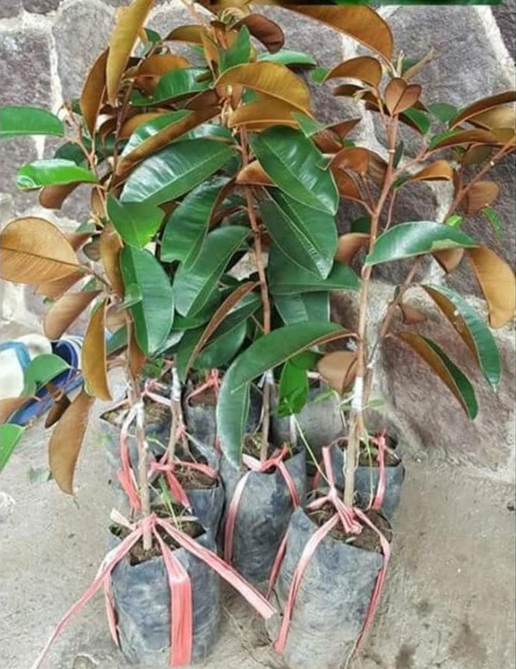 Gambar Produk Bibit Buah Tabulampot Kenitu Genitu Pohon Tanaman Di Dalam Bangli