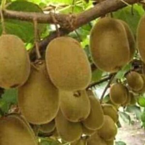 Bibit Buah Tabulampot Kiwi Pohon Tanaman Okulasi Bisa Untuk Taman Tulang Bawang