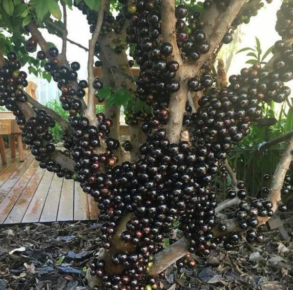 Bibit Buah Tabulampot Tanaman Anggur Brazil Manis Jaboticaba Pohon Keerom