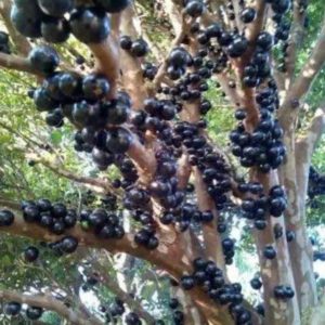Bibit Buah Tabulampot Tanaman Anggur Brazil Manis Jaboticaba Pohon Kotawaringin Barat