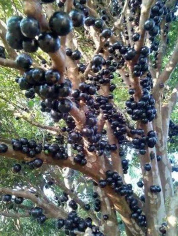 Bibit Buah Tabulampot Tanaman Anggur Brazil Manis Jaboticaba Pohon Kotawaringin Barat