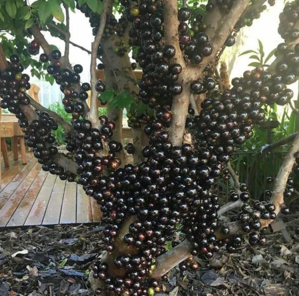 Bibit Buah Tabulampot Tanaman Anggur Brazil Manis Jaboticaba Pohon Timor Tengah Utara