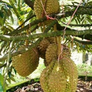 Bibit Buah Tabulampot Tanaman Durian Montong Bisa Berbuah Dalam Atau Li Lumajang