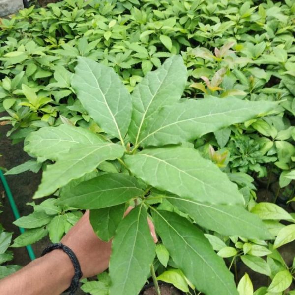 bibit buah tanaman alpukat import Gorontalo