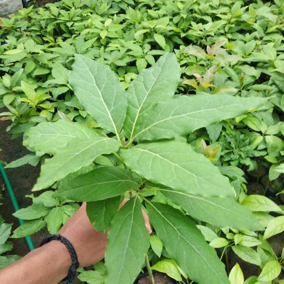 Gambar Produk bibit buah tanaman alpukat import Gorontalo