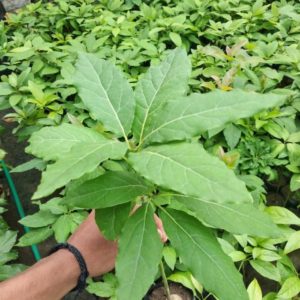 bibit buah tanaman alpukat import Mandailing Natal