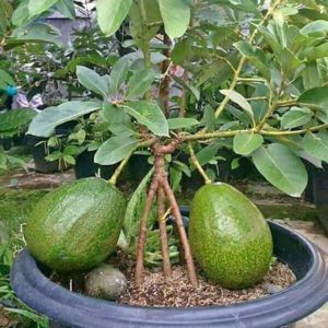 bibit buah tanaman alpukat kendil Banjarbaru