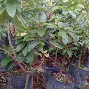 bibit buah tanaman alpukat kendil Manado