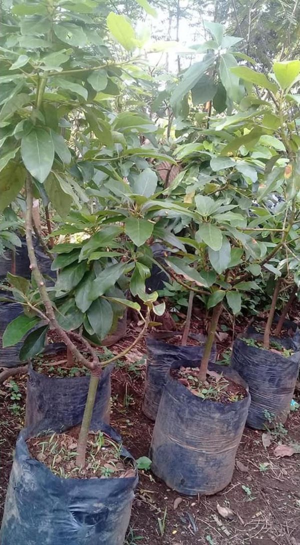 bibit buah tanaman alpukat kendil Manado
