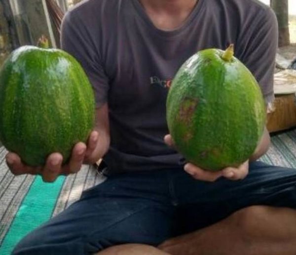 bibit buah tanaman alpukat markus super Jakarta Utara