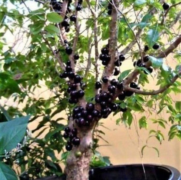 Bibit Buah Tanaman Anggur Pohon Brazil Jenis Sabhara Pangkajene Kepulauan