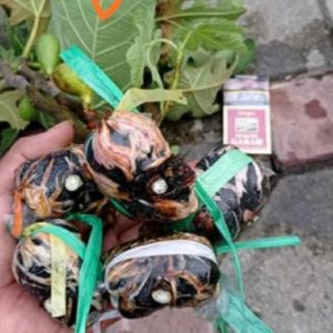 Bibit Buah Tin Cangkok Ara Fresh Jenis Aceh Selatan
