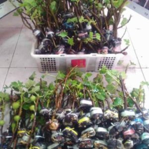 Bibit Buah Tin Cangkok Black Jack Fresh Pohon Maluku Barat Daya