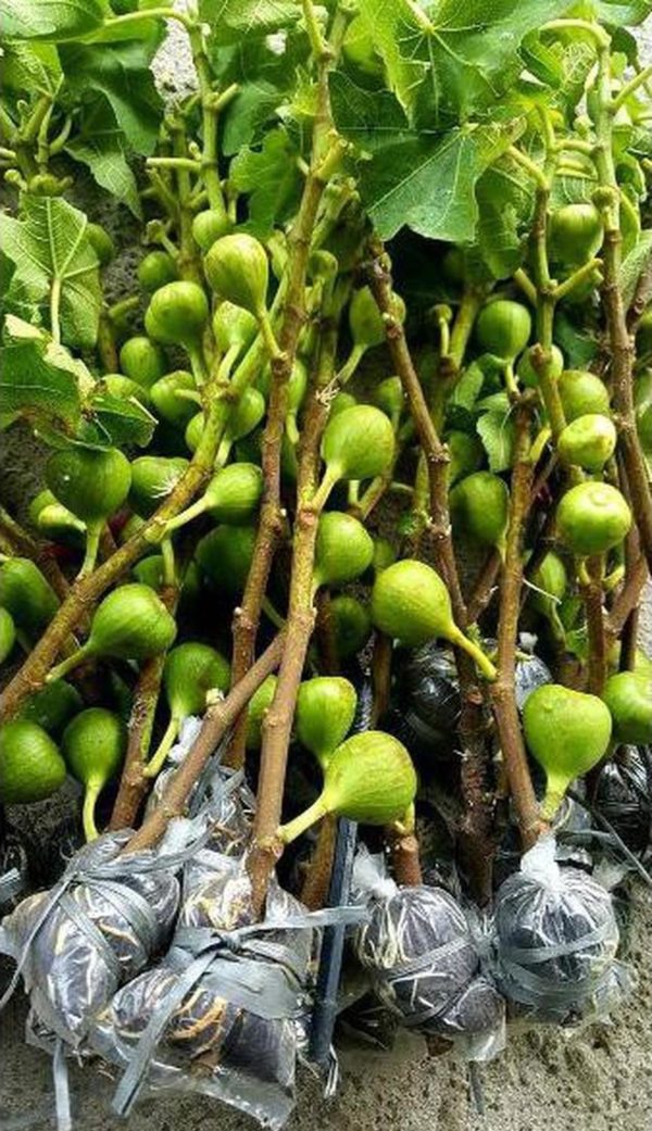 Bibit Buah Tin Cangkok P Jumbo Merah Jenis Juz Kepulauan Yapen