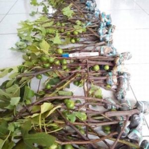 Bibit Buah Tin Cangkok Super Jumbo Fresh Pohon Jenis Suju Manado